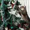 кошка украшает елку