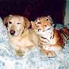 собака и тигр