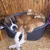 собака спит в тазу с кошками