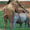 слон трахает носорога