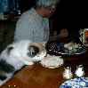 кошка ест за столом