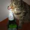 кошка открывает бутылку пива