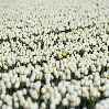 поле белых роз одна желтая