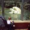 белые медведи трахаются а ребенок смотрит