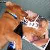 пьяная собака с пивом порно журналом и сигаретами