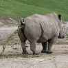 носорог какает писает помечает территорию