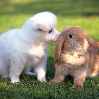 маленькая собачка и кролик