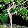 грациозное дерево похоже на девушку