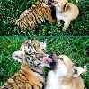 тигр и собака животные тигренок
