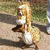 такса в костюме жирафа