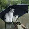 Кошки под зонтиком